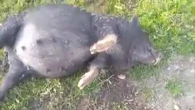 Pig gets into fermented corn