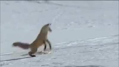 Fox detecting a snack under a foot of snow