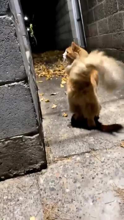 What an adorable cat.
