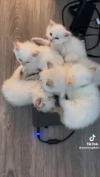 The Kitties Have Stolen the Computer