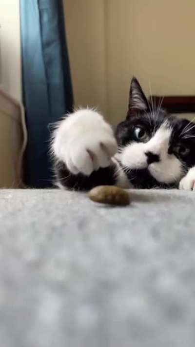 Котик