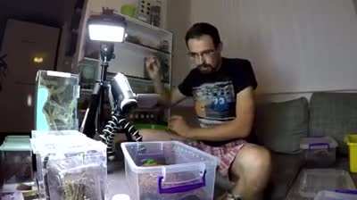 Симпотяшное домашнее жевотное