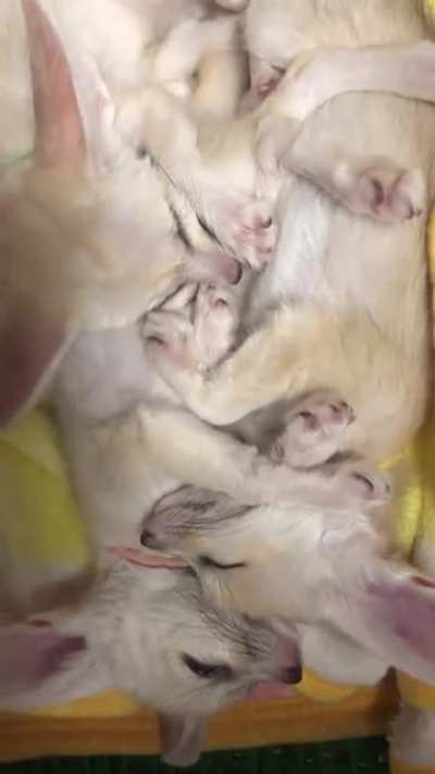 Cuddle puddle