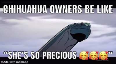 Chihuahua owners
