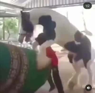 Get out of there pedro!