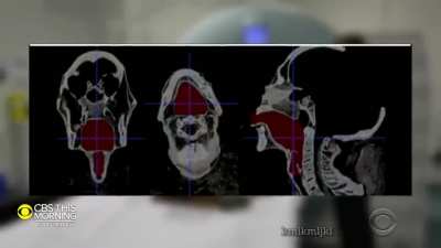 Perfectly cut mummified scream