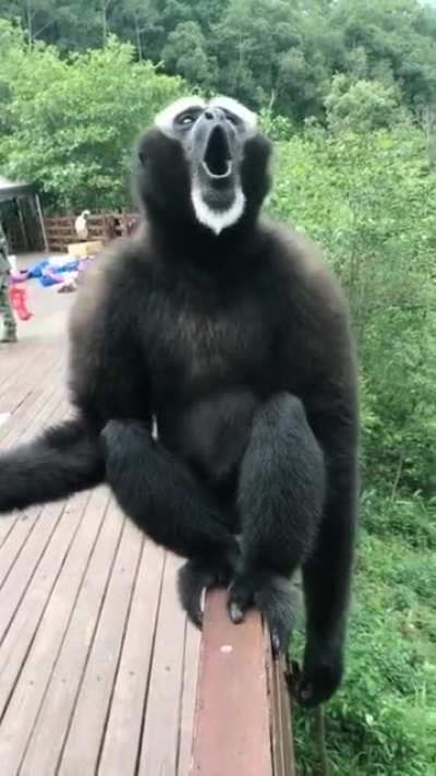 Gibbon