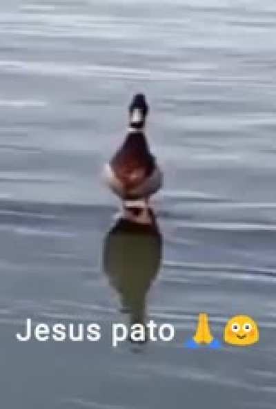 N&atilde;o sei quem criou mas meus manos mandaram no discord que de in&iacute;cio a era do pato 🙏😎 jesus pato