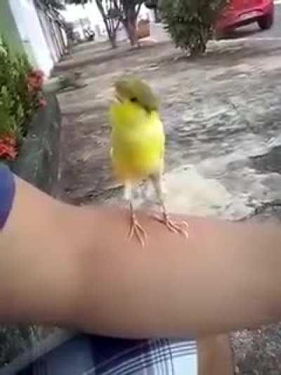 Aqu&iacute; les presento a Pepe el canario,canta 10/10 😎👌