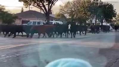 Cows that have escaped the slaughterhouse