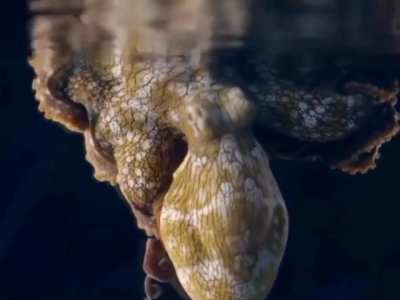 Octopussies change color when they dream.