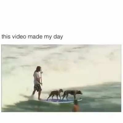 Surfs up dog