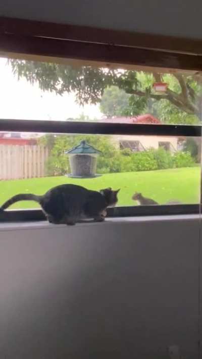 No wonder the squirrel wasn&rsquo;t scared of Gnocchi
