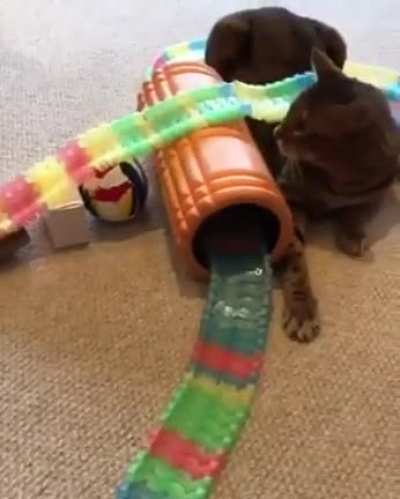WTF hooman?