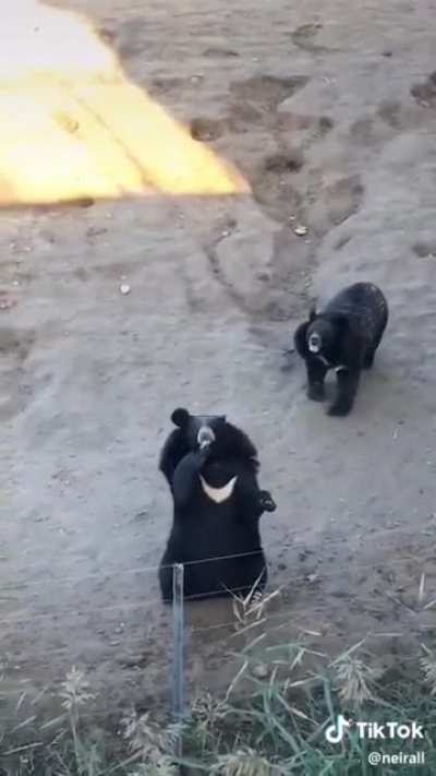Himalayan Sun Bears waving to their visitors