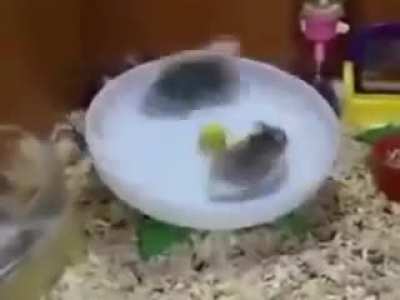 HayKodumun Se&ccedil;meler #4