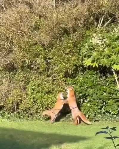 hot dancing🦊