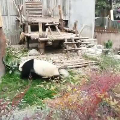 "Shifu taught you well... But he didn't teach you everything."