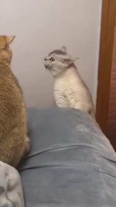Derp Talk With Kitty