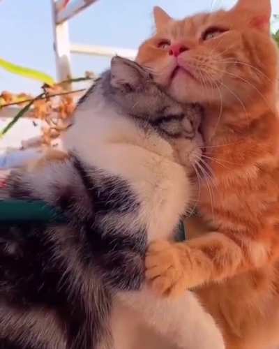 Hugz