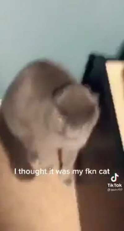 That's a vicious kitty, to be sure.