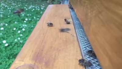 Bees are dying because they are stupid