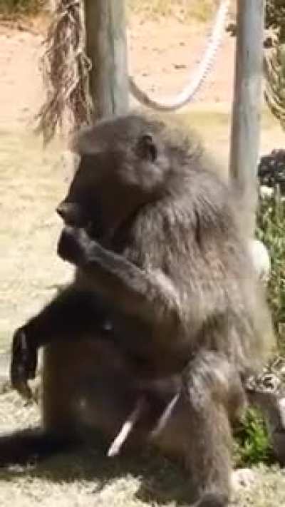 Pura prote&iacute;na chavales 😎👌