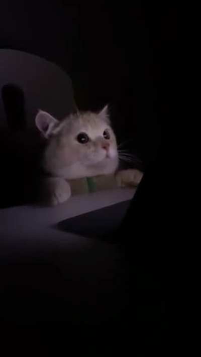Never interrupt my show human!