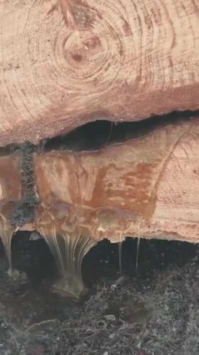 Eastern White Pine Sap