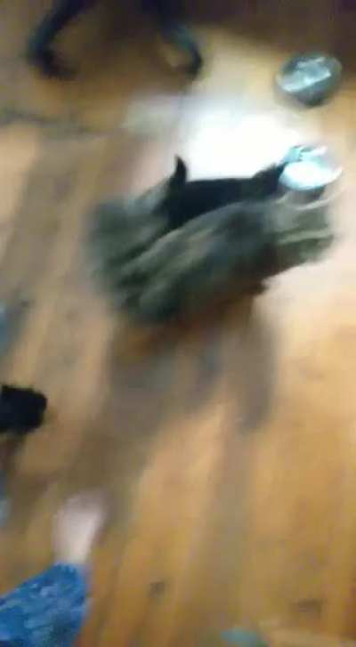 Momma cat and her kittens demanding food
