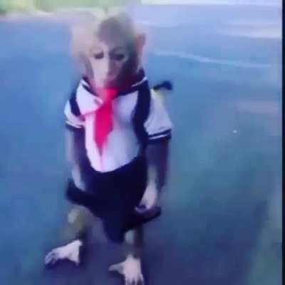 Monkey