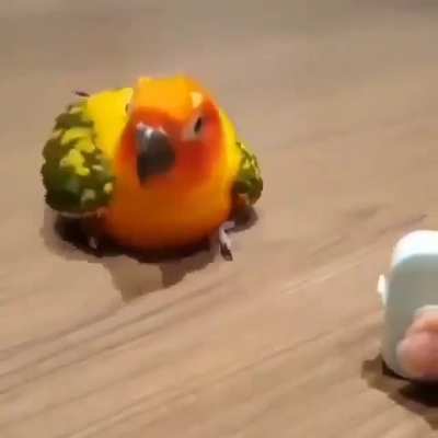 Birb dance.