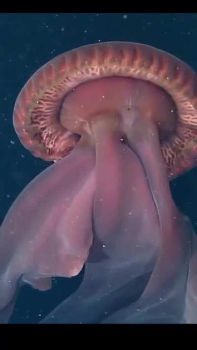 The Stygiomedusa gigantea, "guardian of the underworld". This creature can reach up to 10 meters in length.