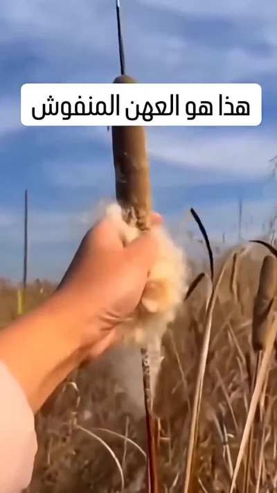 وَتَكُونُ الْجِبَالُ كَالْعِهْنِ الْمَنْفُوشِ