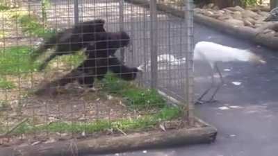 To steal food