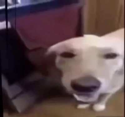 Butter dog 🐶 butter dog 🐶 butter dog butter dog 🐶 Butter dog 🐶 butter dog butter don 🐶 butter dog 🐶 butter dog
