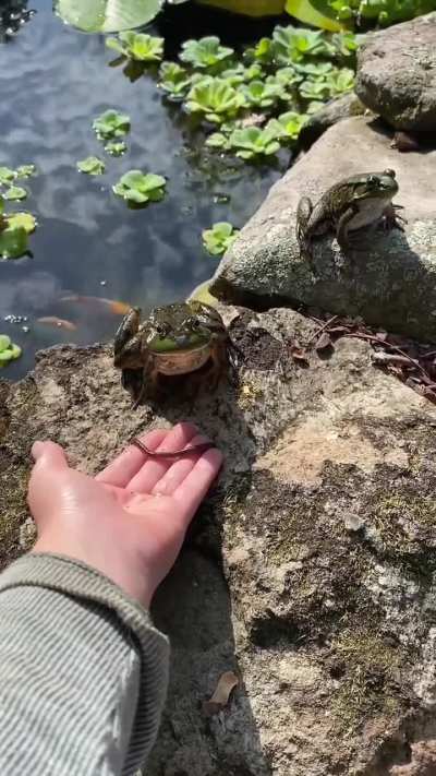 His eyes are a little bigger than his stomach...