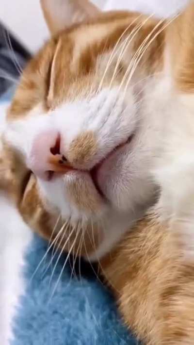 Мяк!
