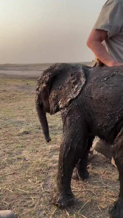 Rescuing a day-old elephant calf from the mud!