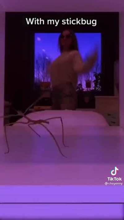 Lil' stick bug with a lot o' moves!