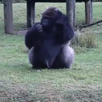 Gorilla uses sign language to tell visitors they can&rsquo;t feed him