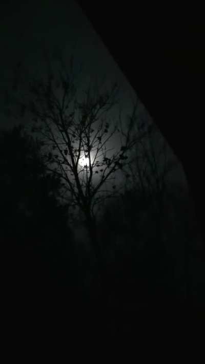 Unseen Wolves Howling, Partially Surrounded