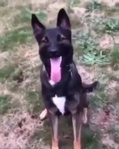 Gus