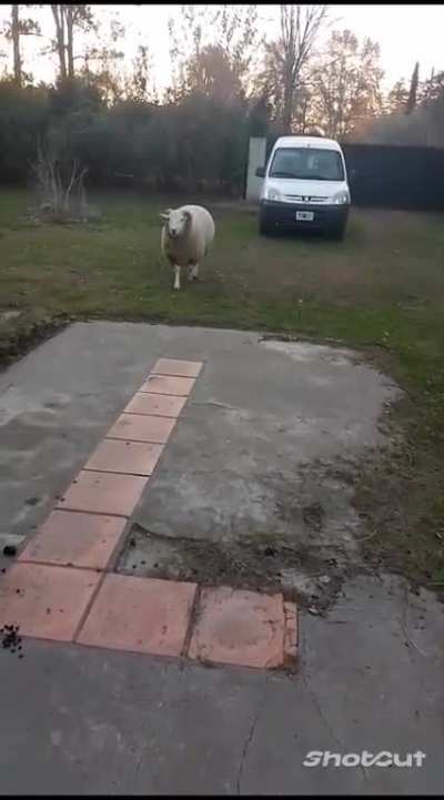 #salvenacuernitos