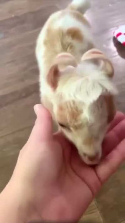 Козлёночек