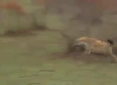 deer deserves a fucking oscar