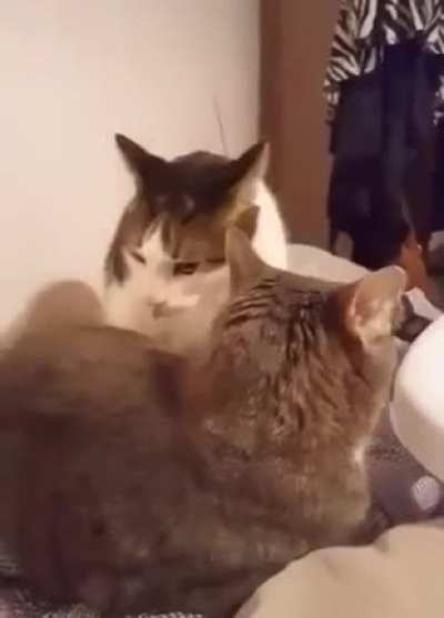 Cat being a jerk