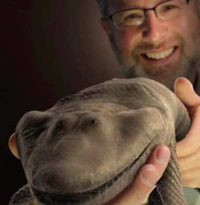 FREE TETRAPODS