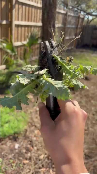 Stand-Up Weed Puller for Effortless Garden Weeding