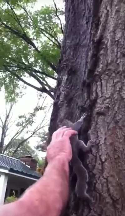 To release a squirrel..